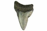 Bargain, Megalodon Tooth - North Carolina #152956-1
